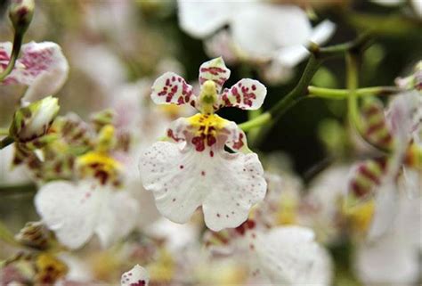 文心蘭種植材料|不同栽培介質對文心蘭假球莖養分及開花之影響